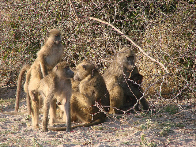 Baboons Baboons