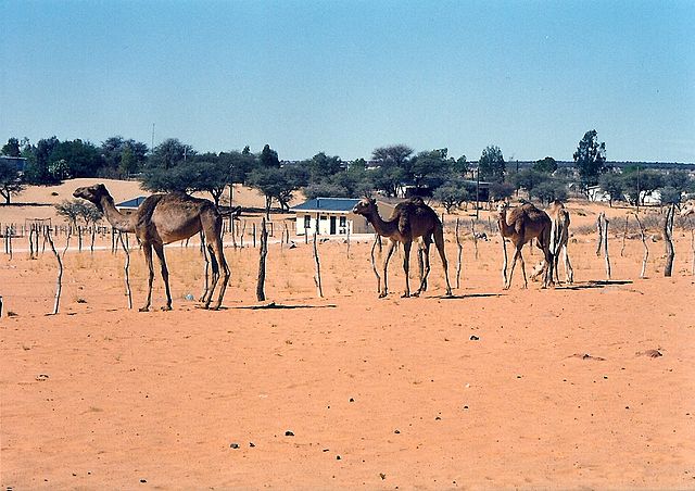 Domesticated camels -Tshabong, Botswana, Kalahari Desert Domesticated camels -Tshabong, Botswana, Kalahari Desert