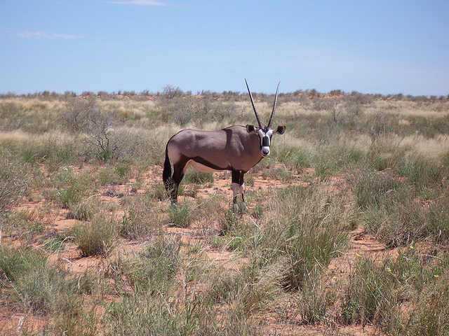 Gemsbock Kalahari-National-Park South-Africa Gemsbock Kalahari-National-Park South-Africa