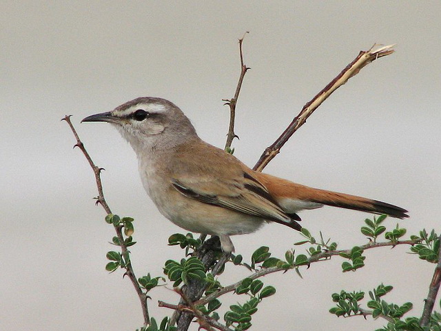 Kalahari Bush Robin Etosha - Found in Namibia Kalahari Bush Robin Etosha - Found in Namibia