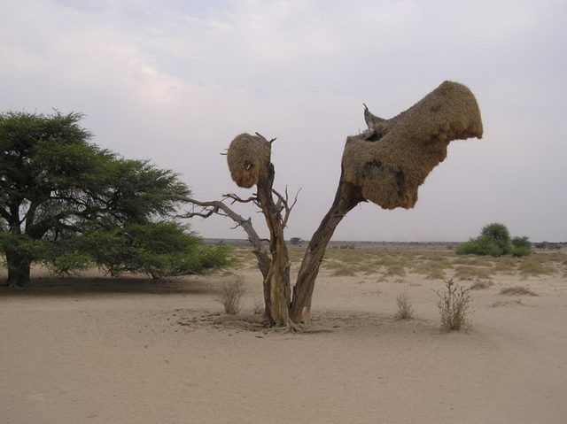 Kalahari-Desert-Vegetation-Namibia Kalahari-Desert-Vegetation-Namibia