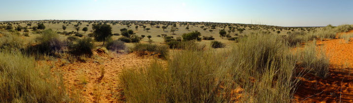 Kalahari Desert Vegetation Kalahari Desert Vegetation