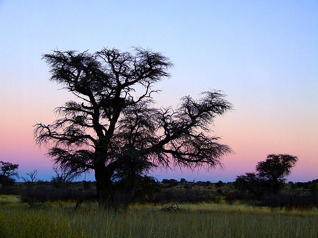 Kalahari Tree Kalahari Tree
