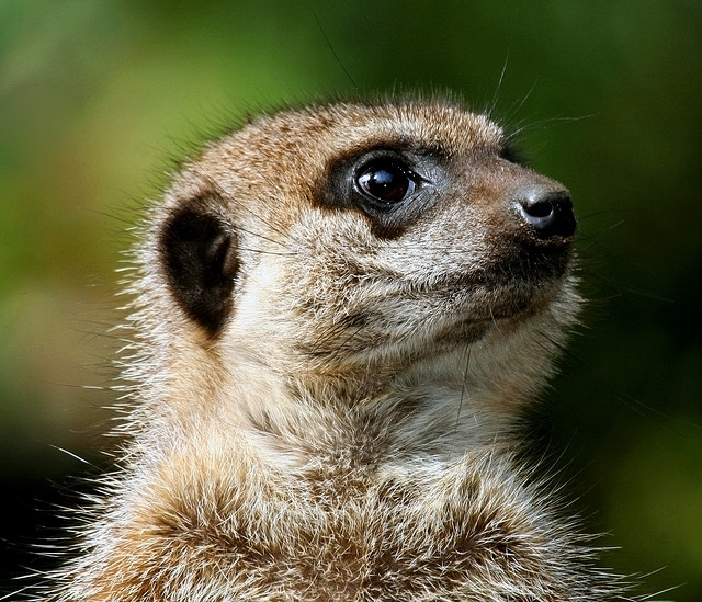 Meercat Meercat
