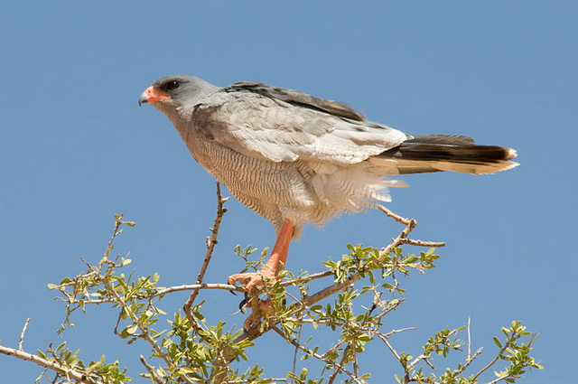 Melierax canorus, Kalahari Desert, South Africa Melierax canorus, Kalahari Desert, South Africa
