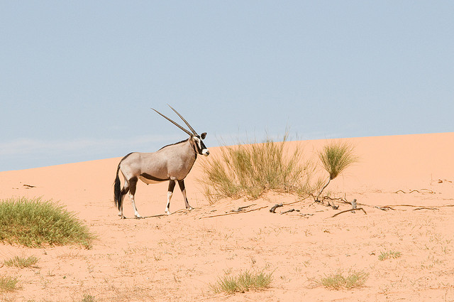 Oryx Gazella, Kruger National Park Oryx Gazella, Kruger National Park