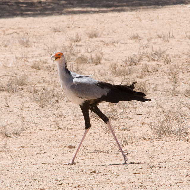 Secretary Bird (Sagittarius serpentarius) Kalahari, South-Africa Secretary Bird (Sagittarius serpentarius) Kalahari, South-Africa