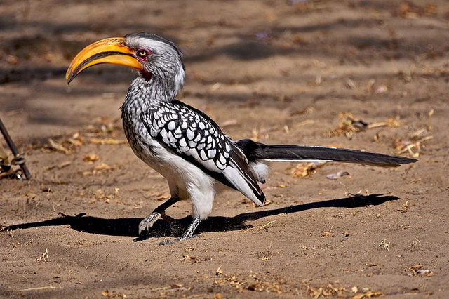 Southern Yellow billed Hornbill, Botswana Southern Yellow billed Hornbill, Botswana