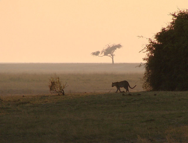 Spotted Leopard Spotted Leopard